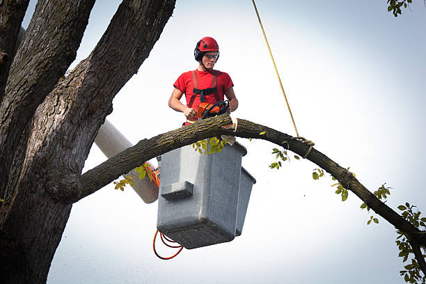 Reliable Maud, TX Tree Care  Solutions